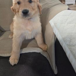 Boy 2 - Golden male Golden Retriever puppy in Greenbrier, Tennessee from Glambleberry Goldens