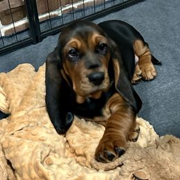 Basset Hounds from Olveras Hound of Ohio