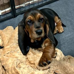 Basset Hounds from Olveras Hound of Ohio