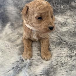 Winnie - Cream female Goldendoodle puppy in Haddam, Kansas from Golden B Acres