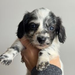 Ace - Piebald male Dachshund puppy in Allenhurst, Georgia from B’s Dapper Dachshunds