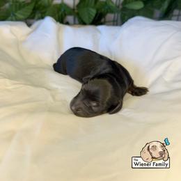 Valentino - Black and tan male Dachshund puppy in Ocala, Florida from The Wiener Family