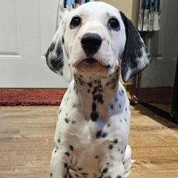 Girl 1 - female Dalmatian puppy in Livonia, Missouri from Buttonridge Dalmatians