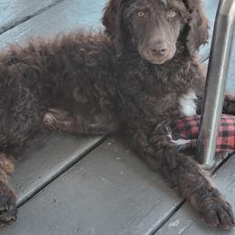 Bailey - Phantom male Poodle puppy in Port Orange, Florida from Daytona’s Standard Poodles