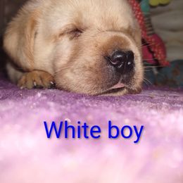 White collar boy - Yellow male Labrador Retriever puppy in Nacogdoches, Texas from Westlane Dogs