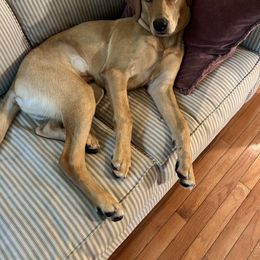 Labrador Retriever Puppies from Oak Hollow Retrievers