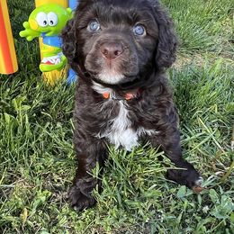 Lagotto Romagnolo and Portuguese Water Dog Puppies from Shooting Star Water Dogs