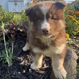 Pomsky and Siberian Husky Puppies from Osiris’s Siberians & Pomskies