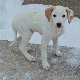 Lua Homozygous Rowan - White and lemon male Dalmatian puppy in Conrath, Wisconsin from JSF Dalmatians LLC