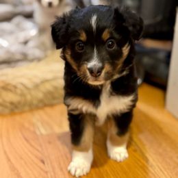 Autumn - Black tri female Miniature Australian Shepherd puppy in Harpers Ferry, West Virginia from Carter's Cuties