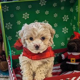 Cockapoo, Poodle, and Yorkipoo Puppies from East St. Poodles & Doodles
