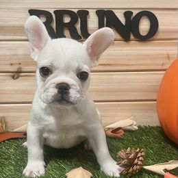Bruno - French Bulldog puppy from Frenchie Select