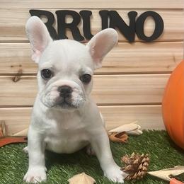 Bruno - French Bulldog puppy from Frenchie Select