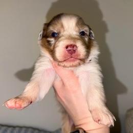 Belle - Red merle female Australian Shepherd puppy in Anniston, Alabama from All Hale Aussies