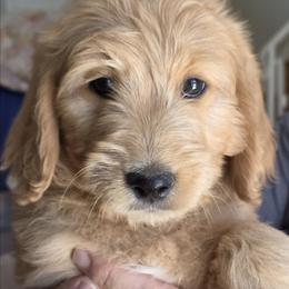 Delilah - Red  female Goldendoodle puppy in Phoenix, Arizona from Kerri's Goldendoodles