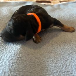 Zephyr - Phantom male Poodle puppy in Vaughn, Montana from 406 Poodles