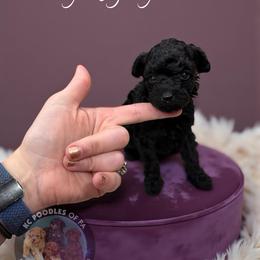 Poodle Puppies from KC Poodles of PA