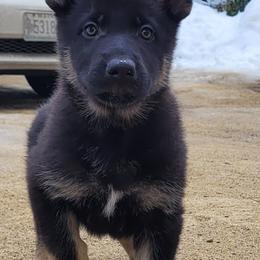 German Shepherd Puppies from Levesques German Shepherds