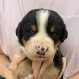 Grey boy - Black, white and red male Greater Swiss Mountain Dog puppy in Woodland, Washington from Woodland Swissie’s