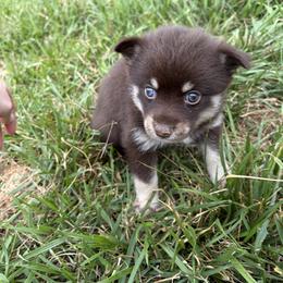 Pomsky Puppies from Fluff and Feathers