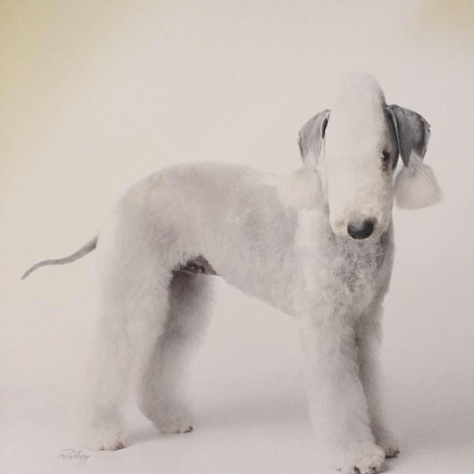 Wildwynd Bedlingtons in California Bedlington Terrier puppies Good Dog