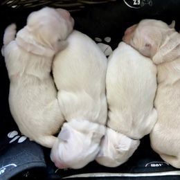 Golden Retriever Puppies from Lakemist Retrievers