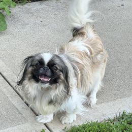 Meili - Pekingese