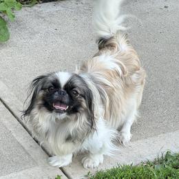 Meili - Pekingese