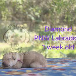 Diamond - Yellow female Labrador Retriever puppy in Rogue River, Oregon from PNW Labradors
