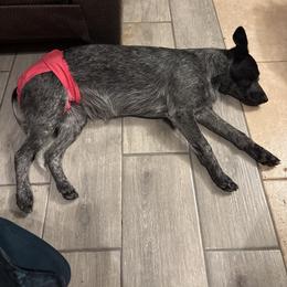 Australian Cattle Dogs, Australian Shepherds, Border Collies, and Working Dog Crosses from Blue Cypress Stock dogs