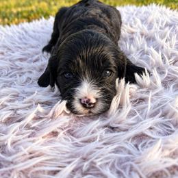 Waylon - Black male Cavapoo puppy in Thorndale, Texas from Hattie’s Texas Cavapoos