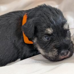 Orange - Black and silver female Miniature Schnauzer puppy in Cumming, Georgia from Bella Pups LLC