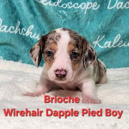 Brioche - Dapple male Dachshund puppy in Mount Sherman, Kentucky from Kaleidoscope Dachshunds and Whippets