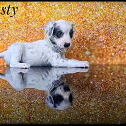 Dynasty - White and black female Dalmatian puppy in Salem, Missouri from Paradise Spots Dalmatians
