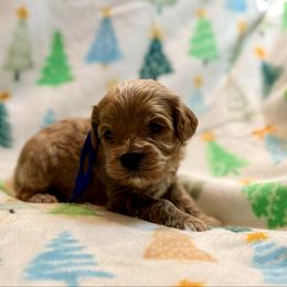 Comet - Apricot male Cavapoo puppy in Preston, Idaho from Shaffer Top Notch Puppies