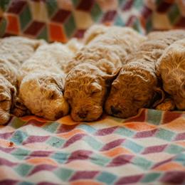 Poodle Puppies from Wild Orchid Poodles