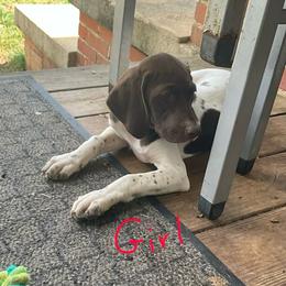 Liver Girl 8759 - Liver and white female German Shorthaired Pointer puppy in Spring Hope, North Carolina from Hogan’s Lowrider Hounds