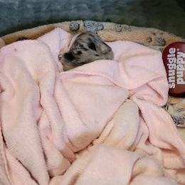 MIRACLE - Blue merle female Toy Australian Shepherd puppy in Norwood, Missouri from Looney Farm’s Toy & Mini Aussies