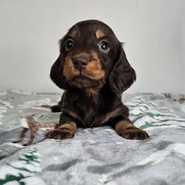 Chocolate and tan male - Chocolate and tan male Dachshund puppy in Belle Rive, Illinois from Akin's Miniature Dachshunds, LLC