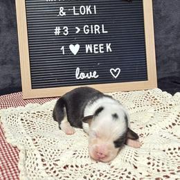 3 white collar girl - Black and tan female Pembroke Welsh Corgi puppy in Harrisburg, Illinois from Parish Corgis