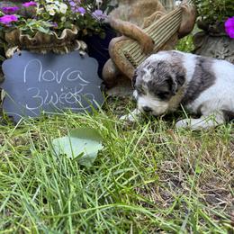 Nova - Merle-sable female Saint Berdoodle puppy in Traverse City, Michigan from Bare Paws Saint Berdoodles