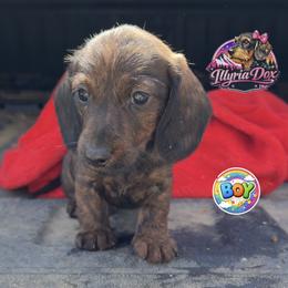 Beethoven - Brindle male Dachshund puppy in Livingston, Kentucky from Illyria Dox & GSD
