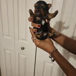Boy 4 - Black and gold male Yorkshire Terrier puppy in Hilluard, Ohio from BR’s Yorkshire Terriers