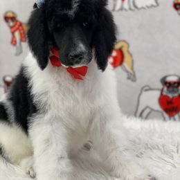 Poodle Puppies from Southern Elegance Standards