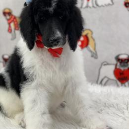 Poodle Puppies from Southern Elegance Standards