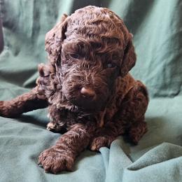 Violet - Chocolate female Goldendoodle puppy in Kansas City, Missouri from Poppy's Doodles