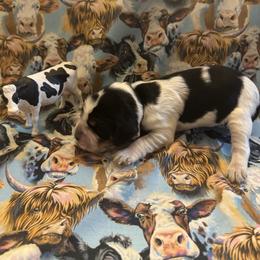 Dexter - Black white and tan male English Springer Spaniel puppy in Braidwood, Illinois from A & R Springers