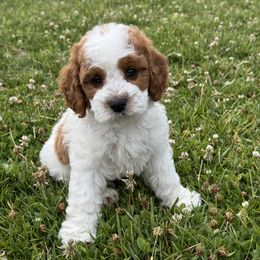 Rocky - Blenheim male Cavapoo puppy in Ivins, Utah from Taylia's Cavapoos