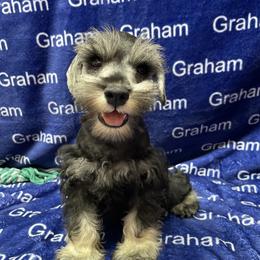 Red Collar - Salt and pepper male Miniature Schnauzer puppy in Comer, Georgia from Water Oak Farm