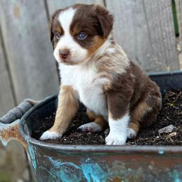 CEDAR - Red tri male Toy Australian Shepherd puppy in Viking, Minnesota from Son Shine Farm